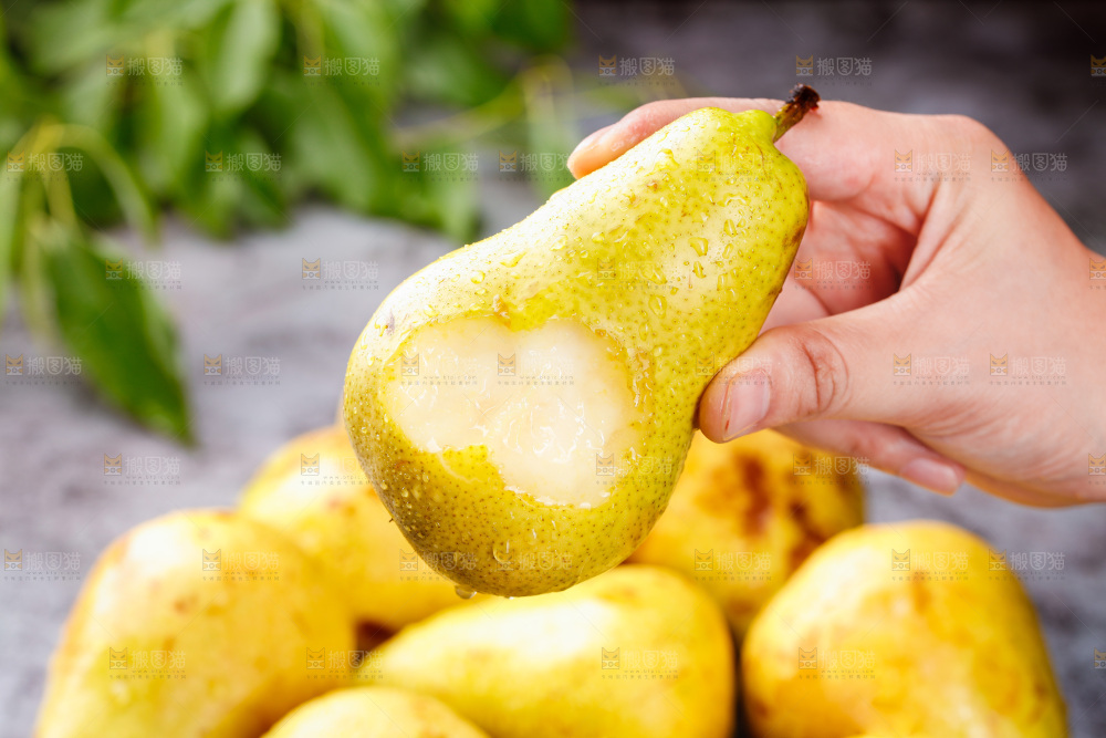 太婆梨