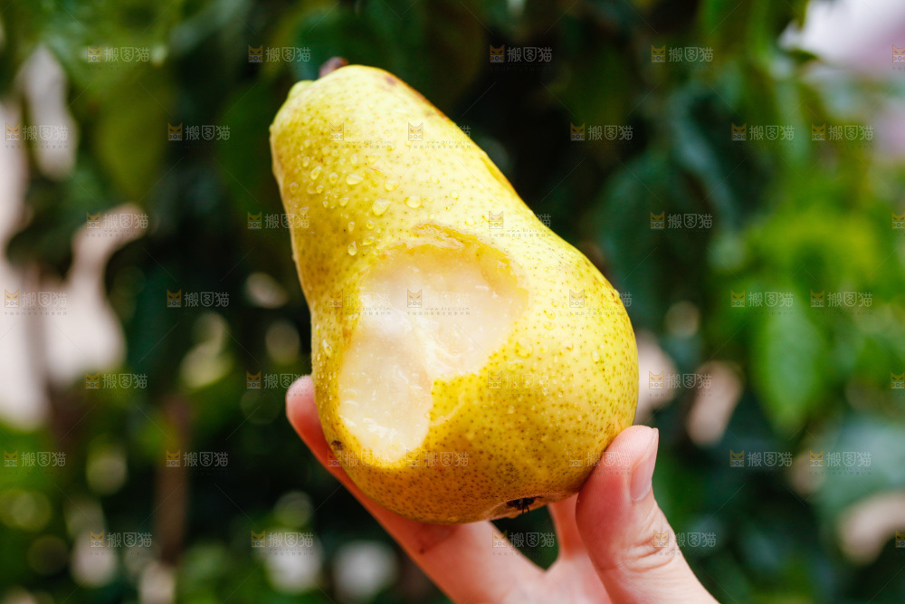 太婆梨