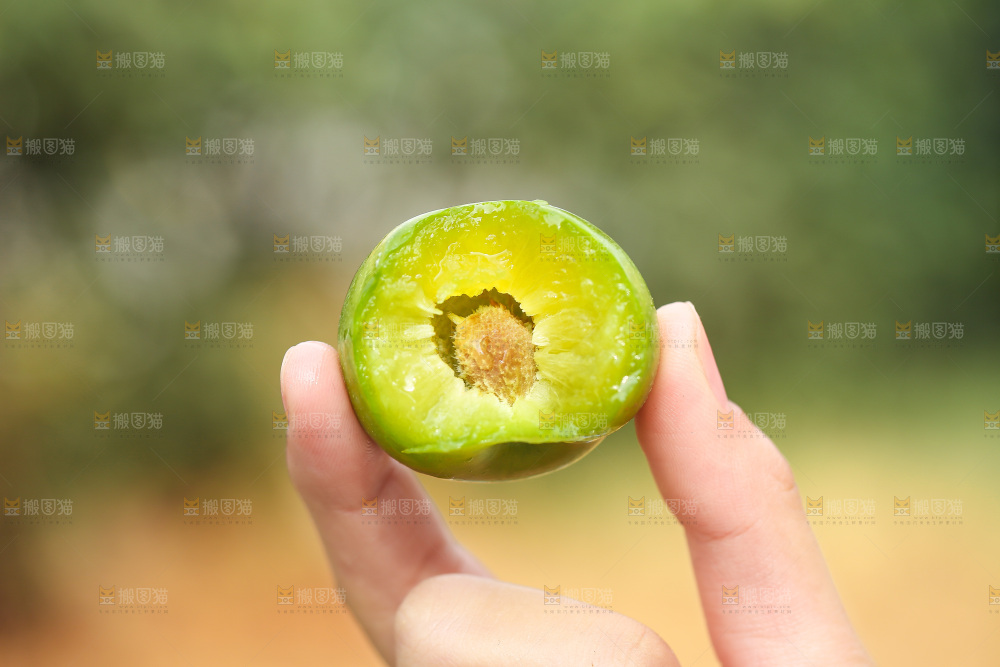 手里拿着脱骨李