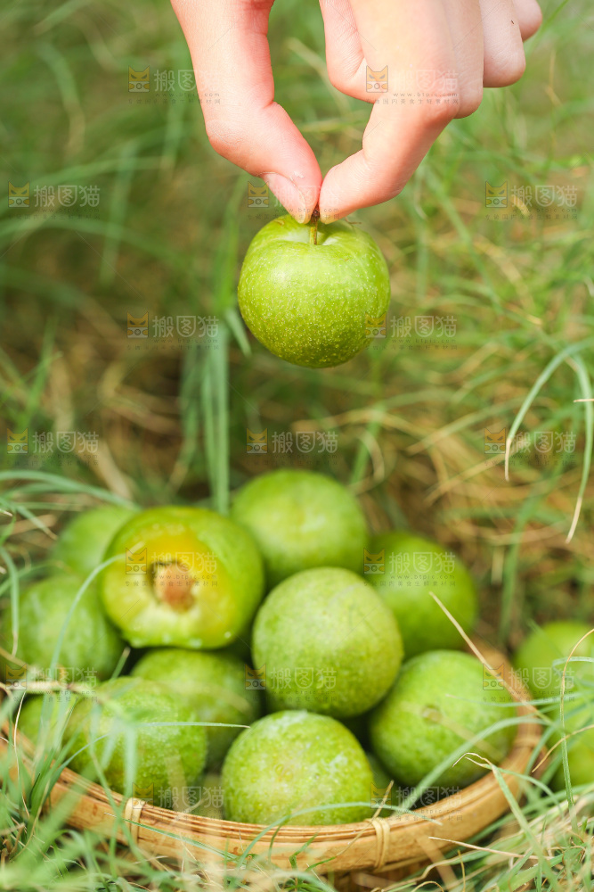 手拿着青脆李
