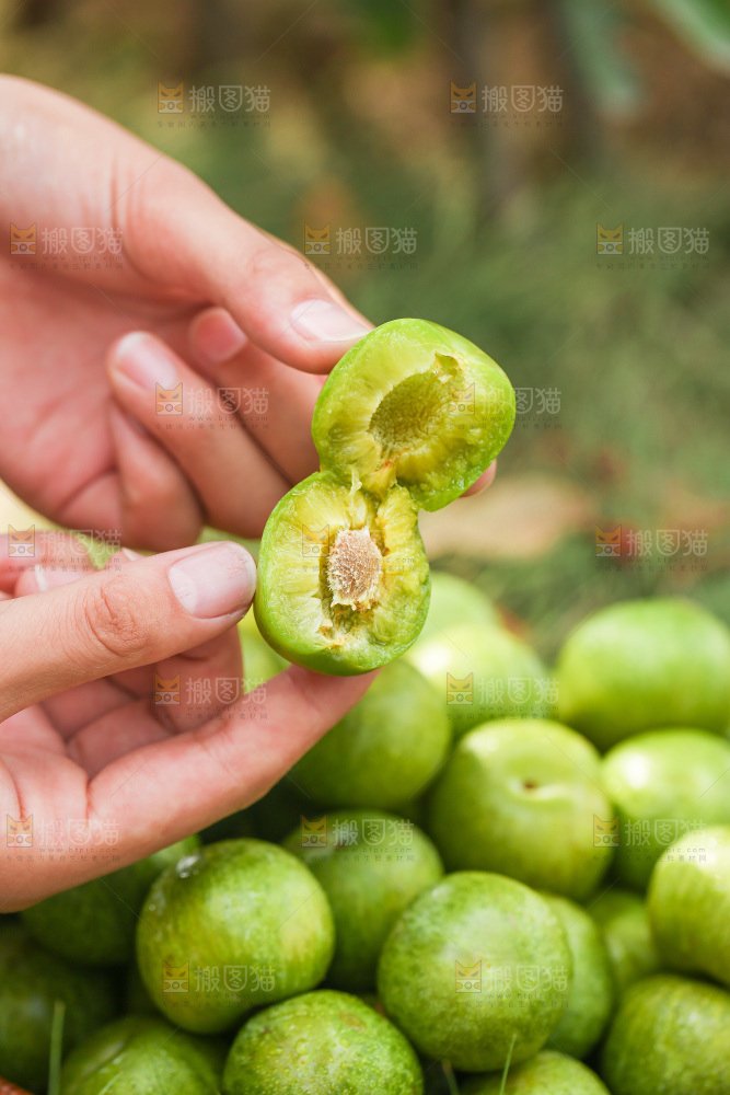 手里拿着掰开的青脆李