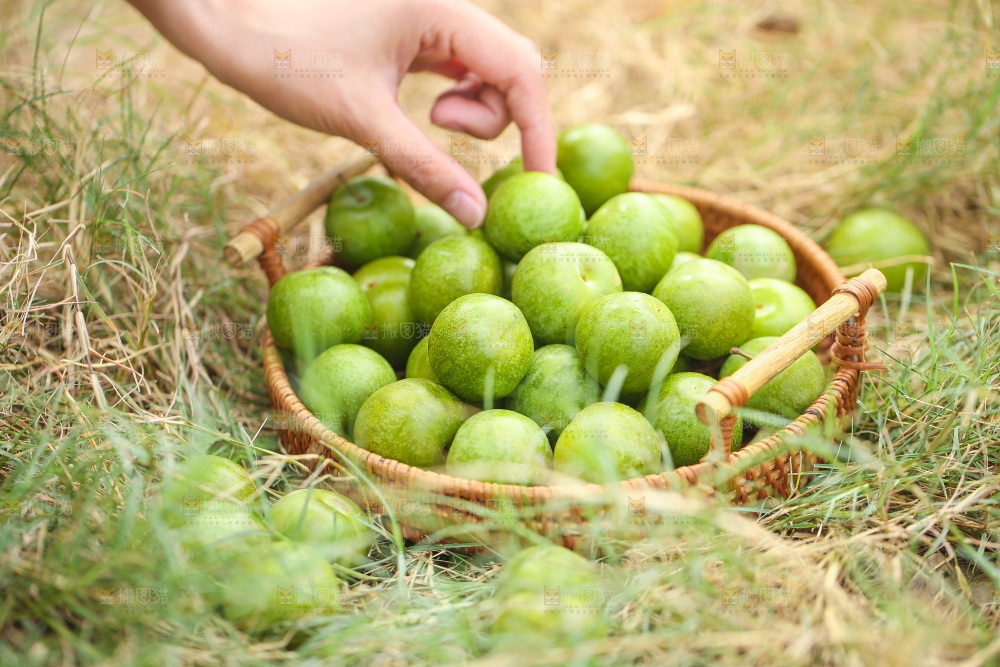 手拿篮子里的青脆李