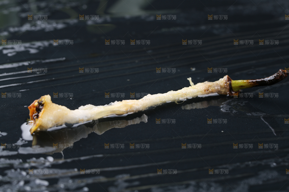黑底上放着太婆梨果核
