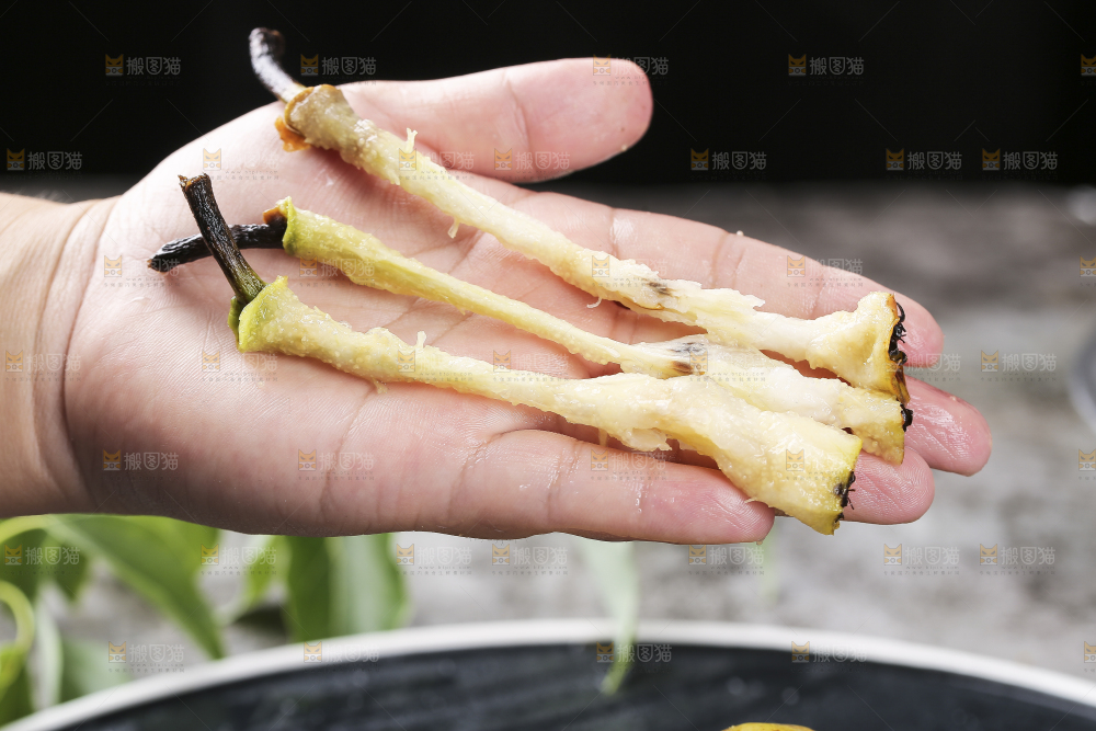 黑底上放着新鲜太婆梨
