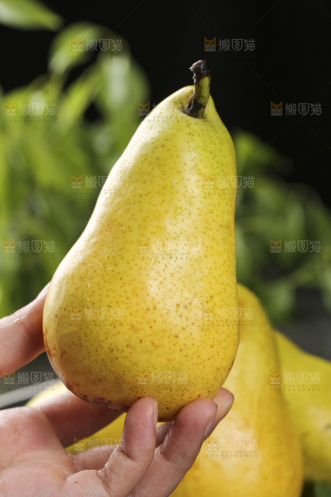 手里拿着山东太婆梨