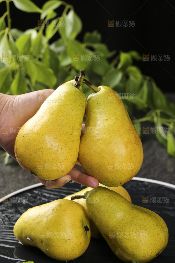 手里拿着山东太婆梨