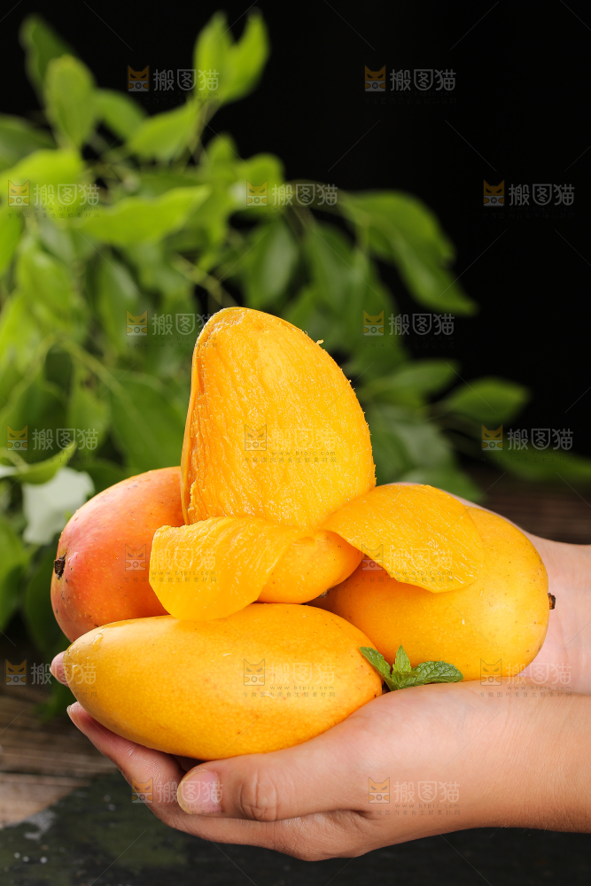 手里放着新鲜小台芒