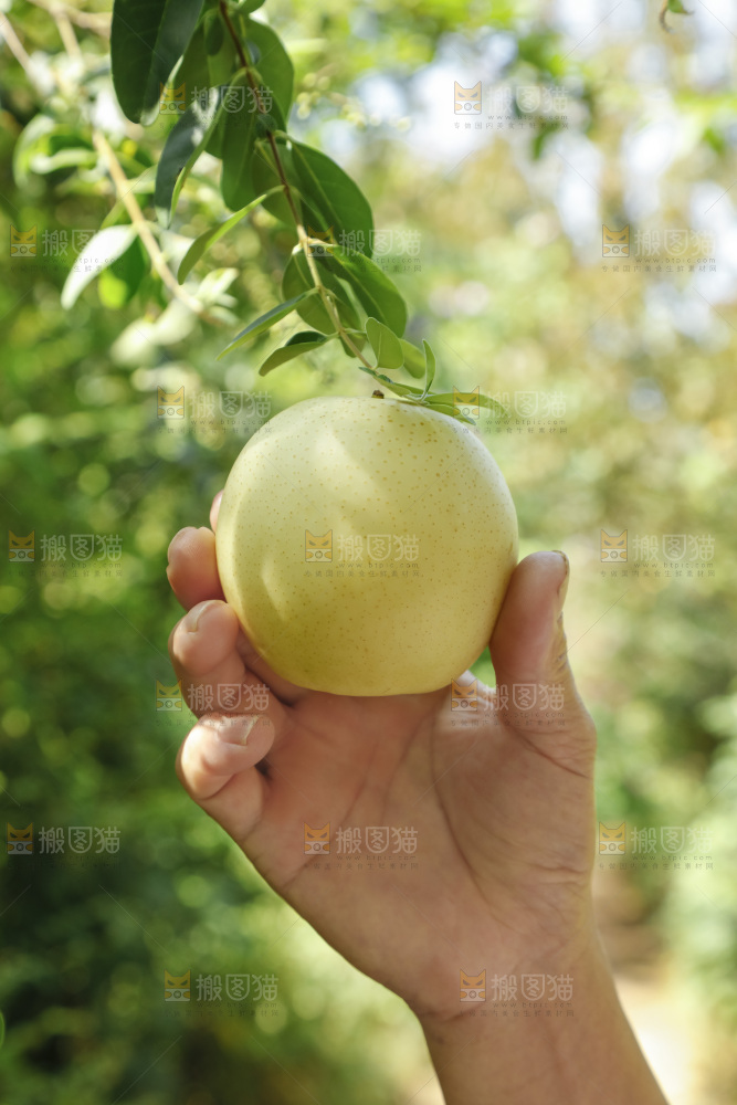 手里拿着新鲜皇冠梨