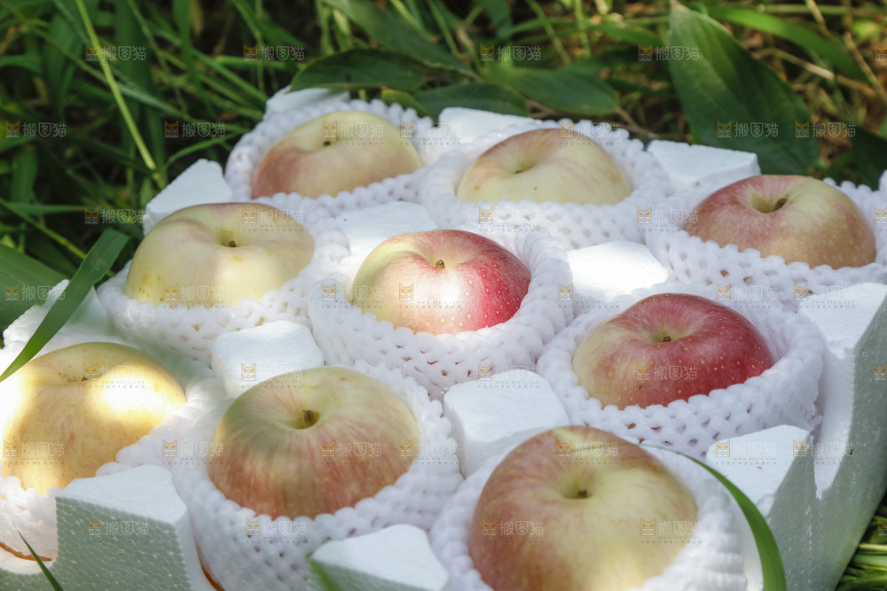 泡沫箱里的嘎啦苹果