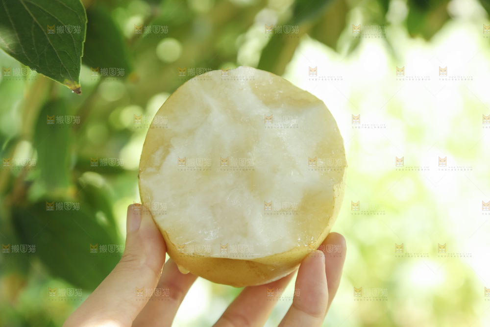 手里咬开的皇冠梨