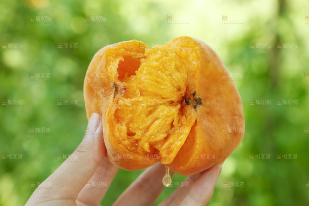 手里拿着掰开的黄蟠桃