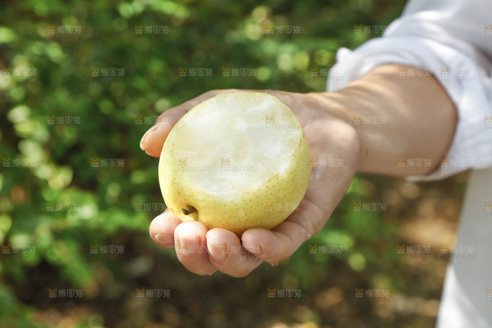 手里咬开的皇冠梨