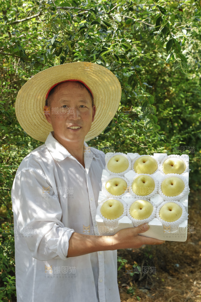 农民手里拿着一箱皇冠梨