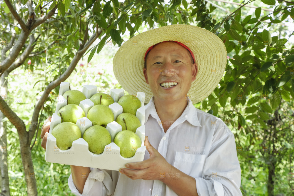 农民手里拿着一箱早酥梨