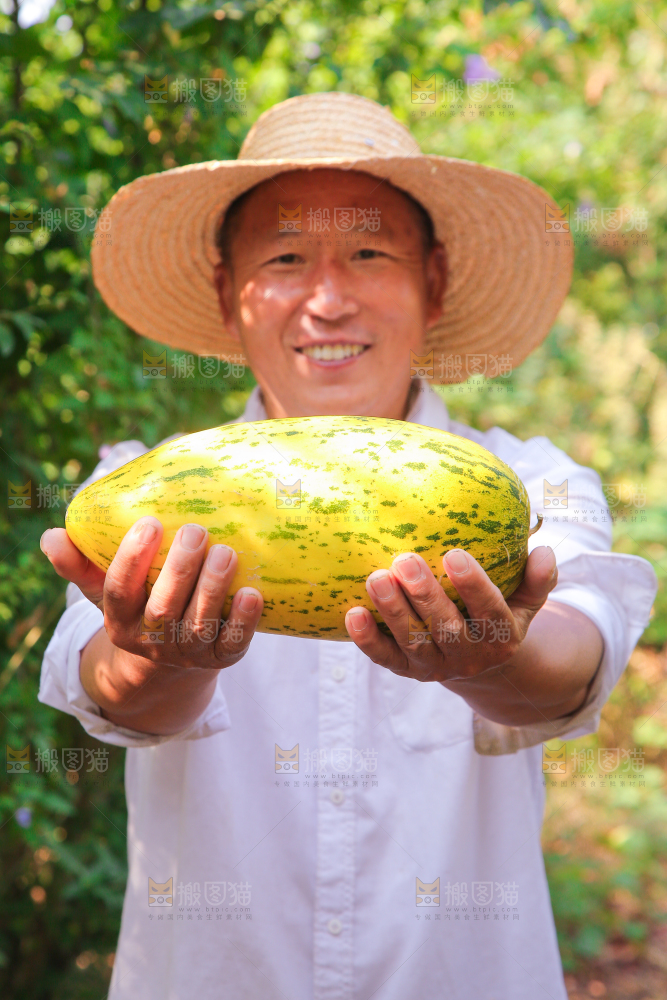 农民手拿新鲜伽师瓜