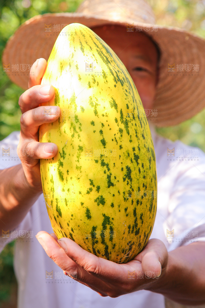新疆伽师瓜