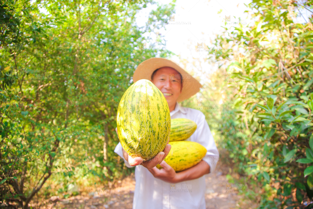 新疆伽师瓜