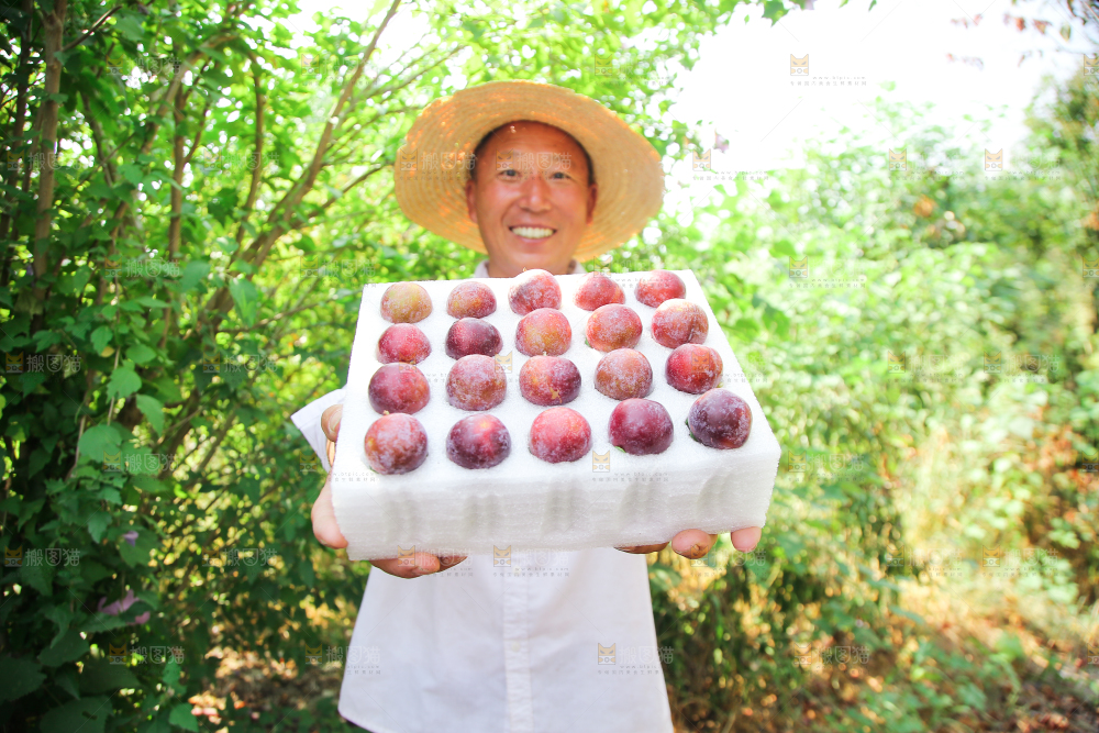 农民手里拿着一盒脆红李