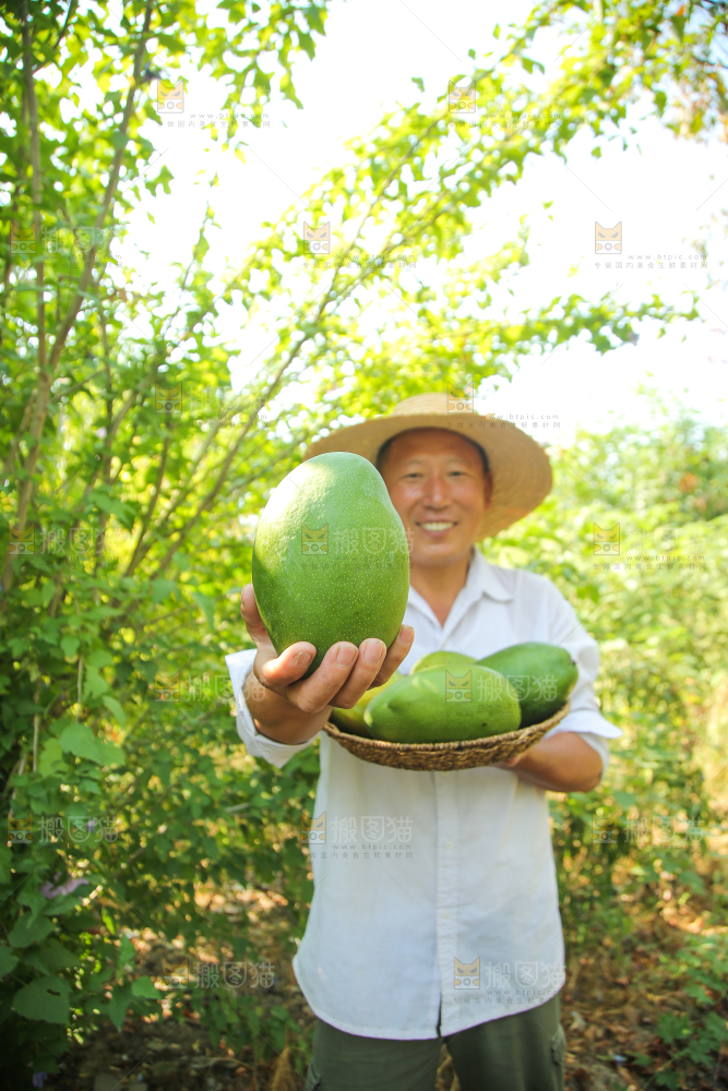 农民手里拿着青皮凯特芒