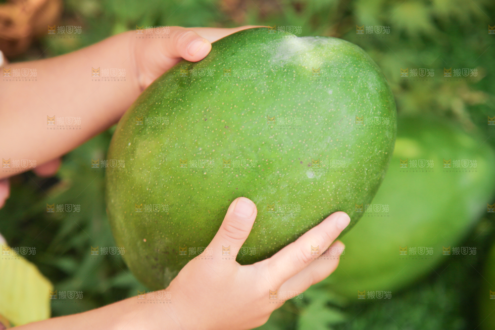 手里拿着凯特芒果