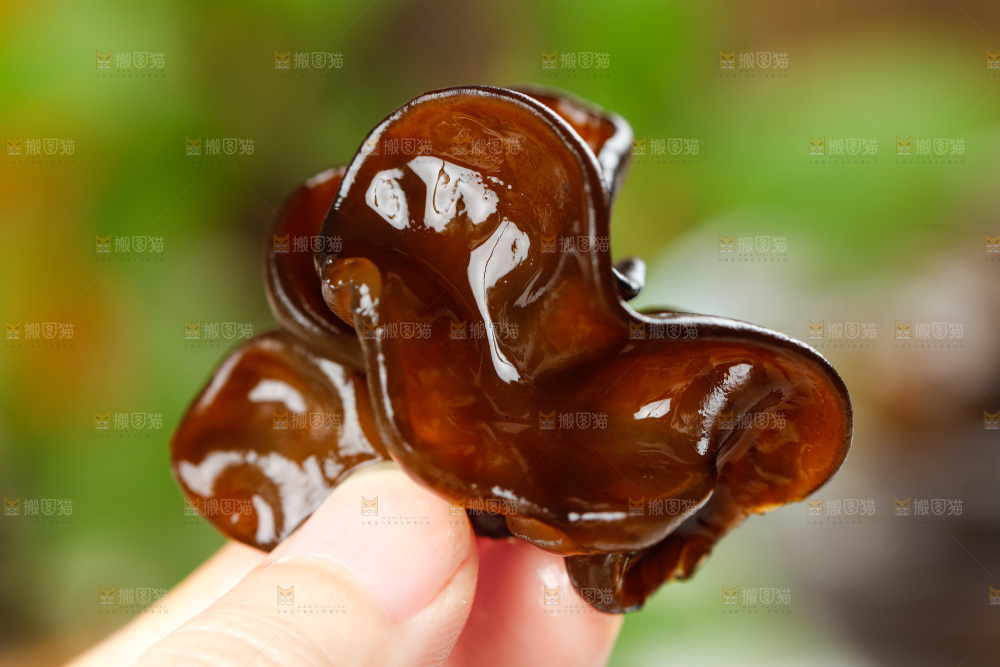 手里拿着黑木耳