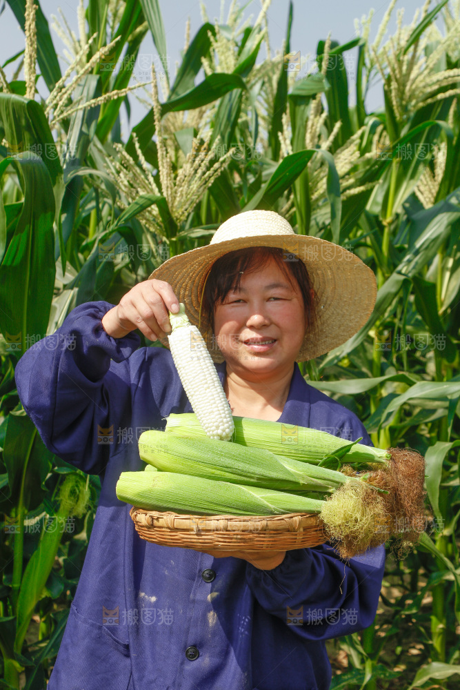 农民手里拿着牛奶玉米
