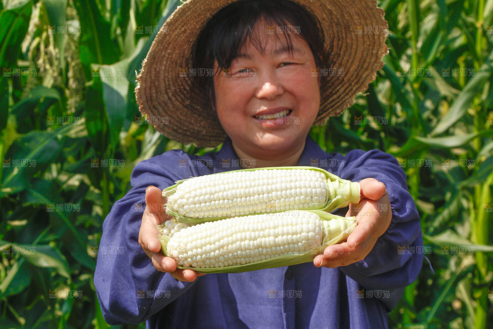 农民手里拿着牛奶玉米