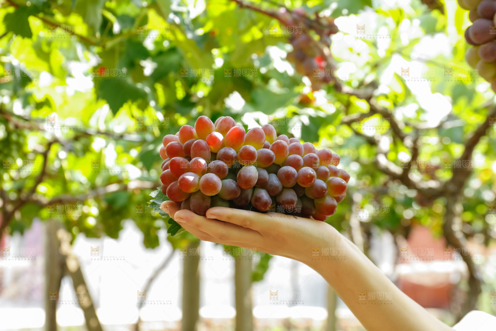 手里拿着茉莉香葡萄