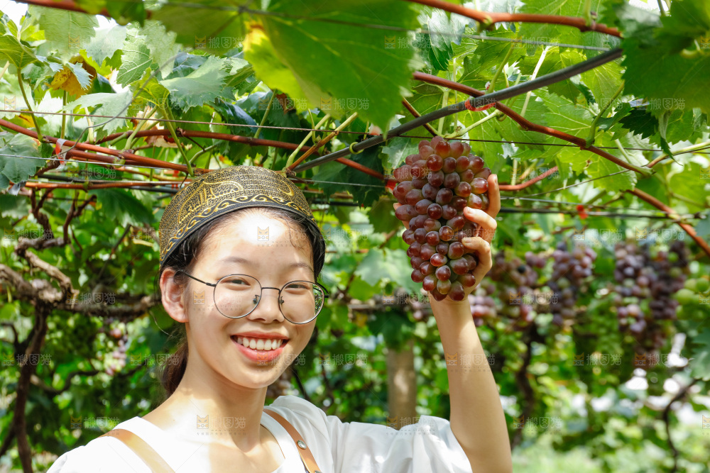 女孩正在采摘茉莉香葡萄