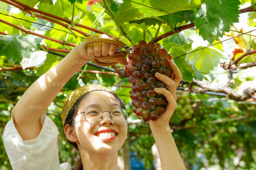 女孩正在采摘茉莉香葡萄