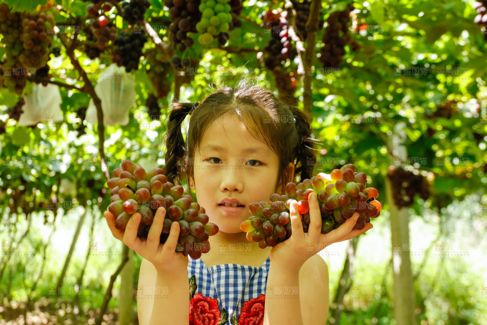 女孩手里拿着茉莉香提子