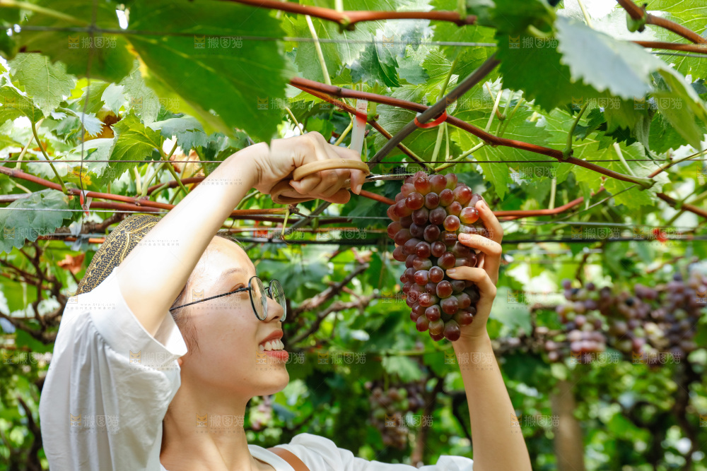 女孩正在采摘茉莉香葡萄