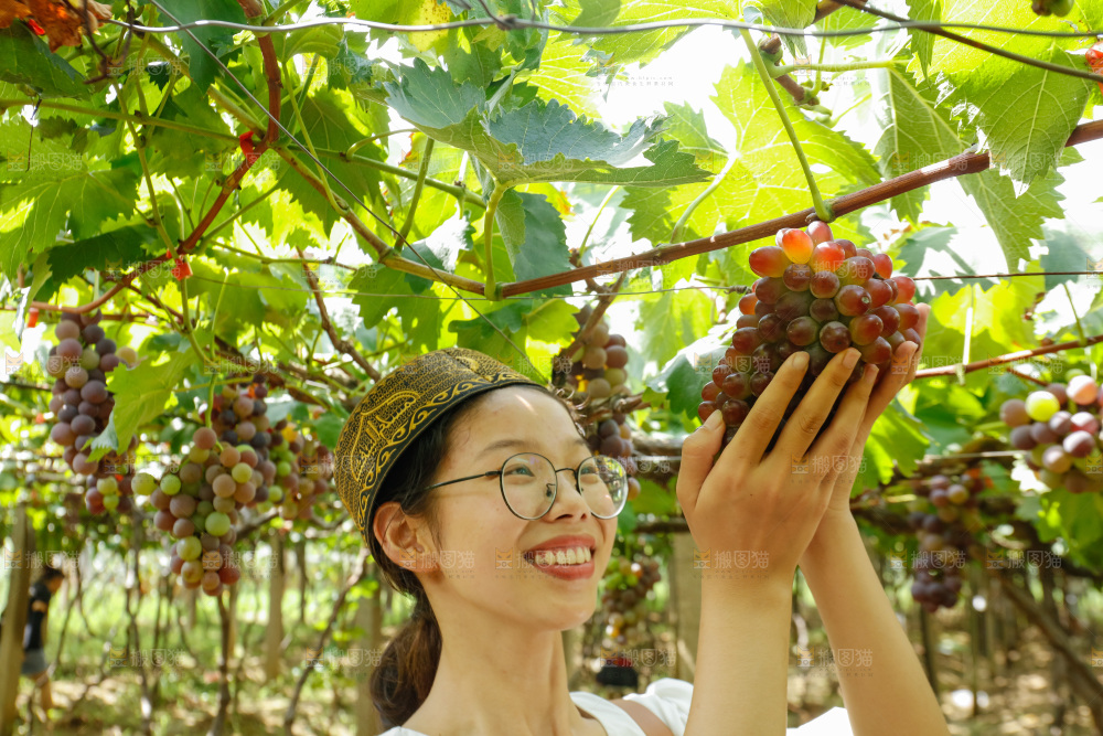 女孩正在采摘茉莉香葡萄