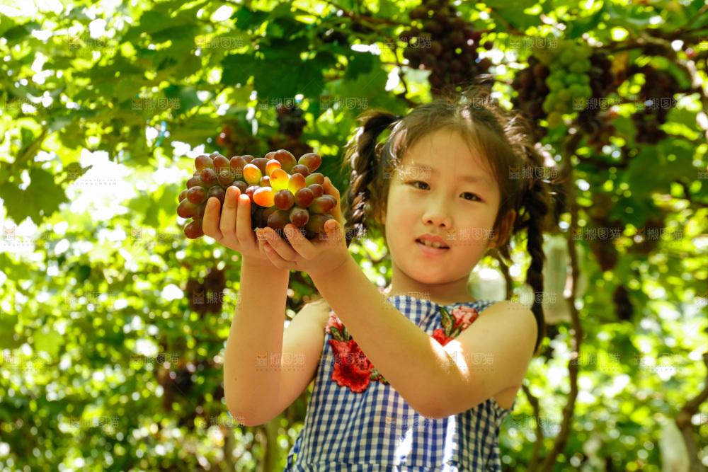女孩手里拿着茉莉香提子