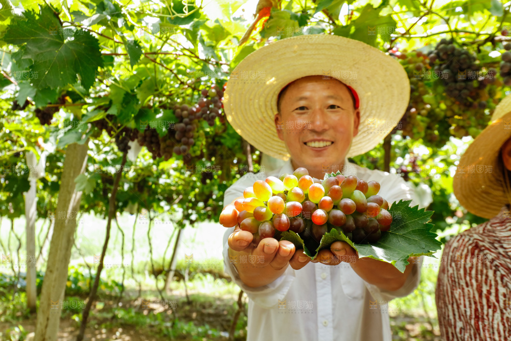 农民手里拿着大串葡萄