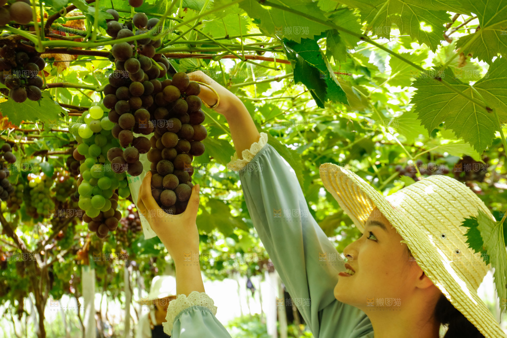 女孩正在采摘葡萄