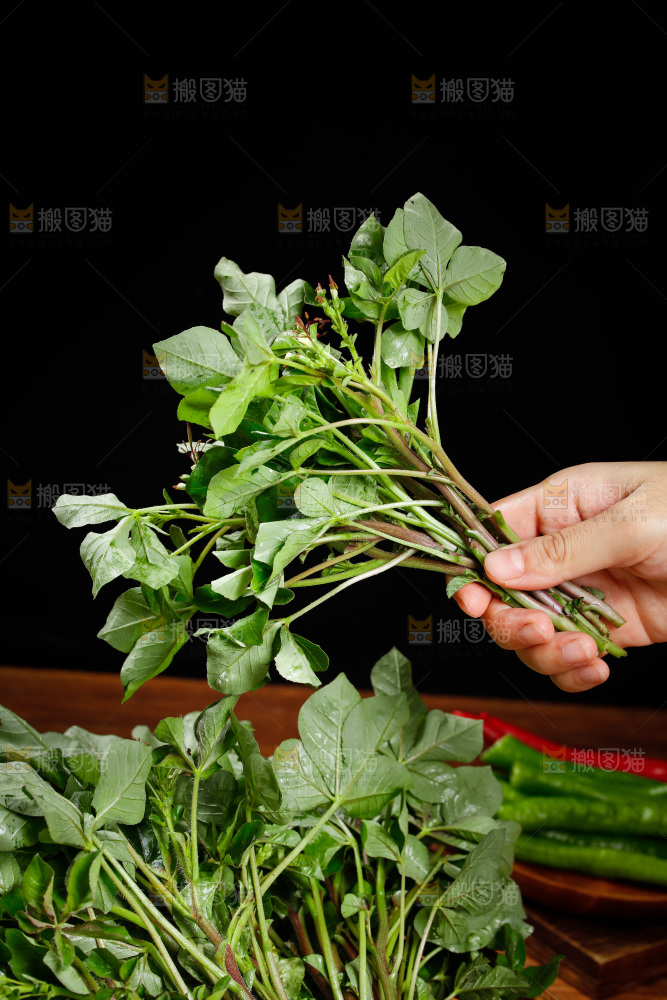 手里拿着白花菜
