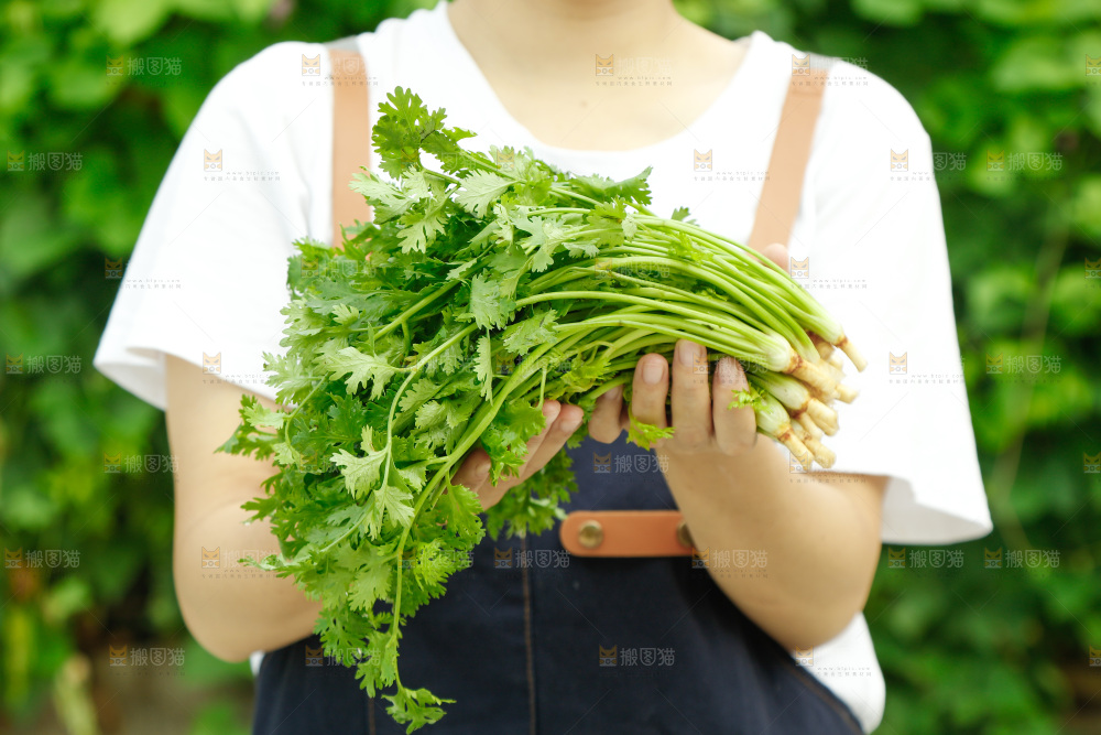 手里拿着香菜
