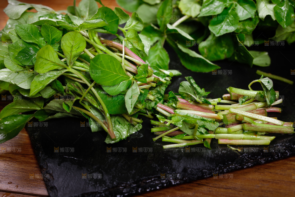 黑石板上的湖北白花菜