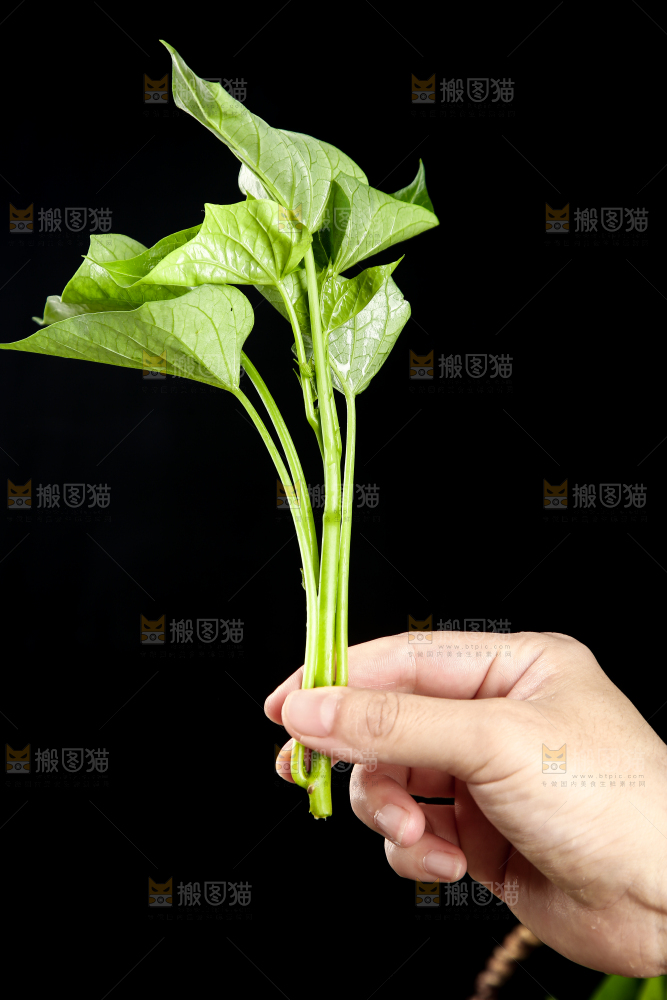 手里拿着红薯叶