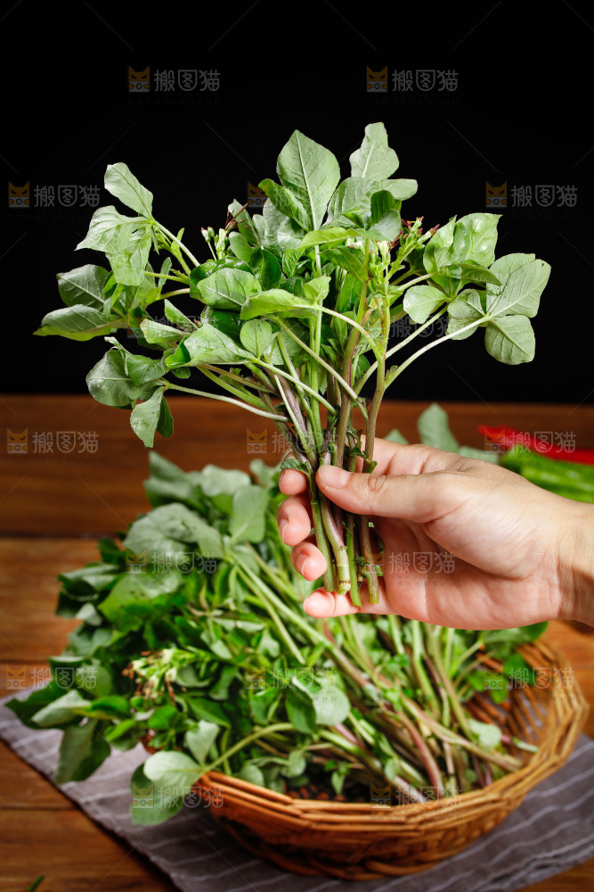手里拿着白花菜