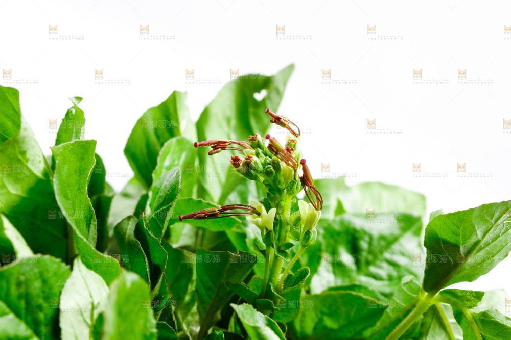 一堆白花菜