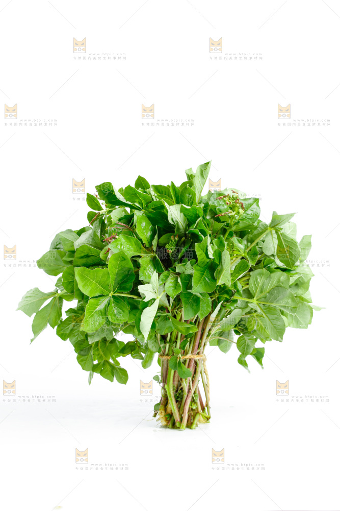 一把新鲜白花菜