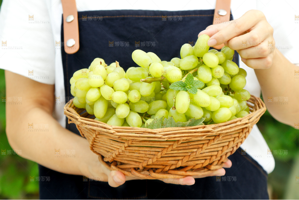 手里端着一篮新疆无核白葡萄