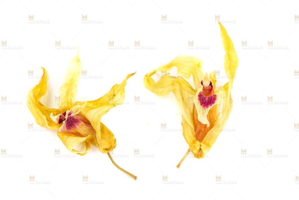 白底上的石斛花干