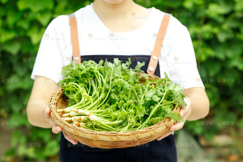 手里端着一篮四季香菜
