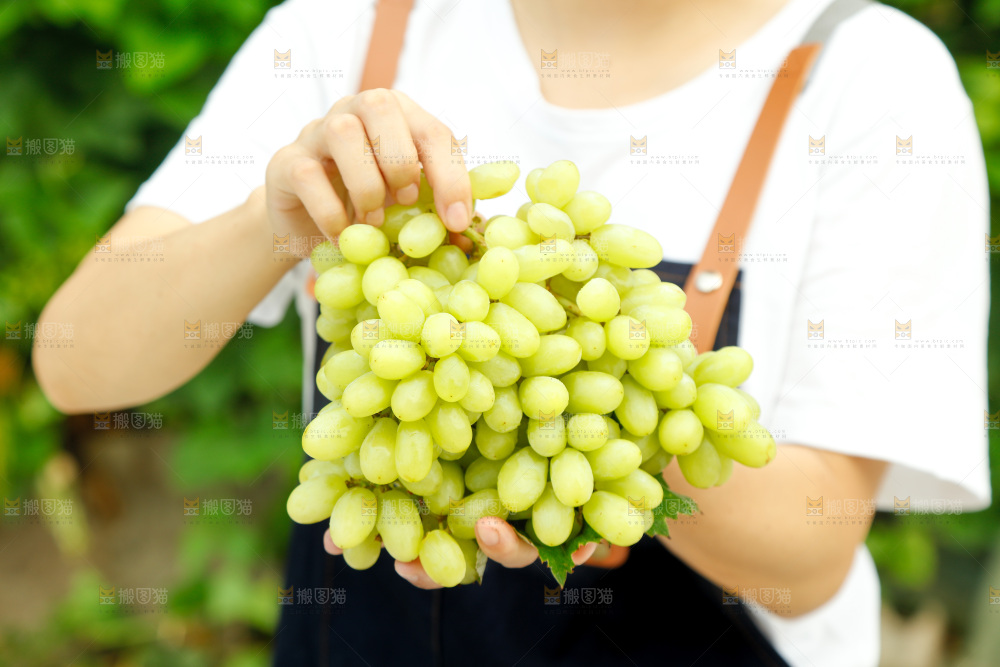 手里拿着马奶提子