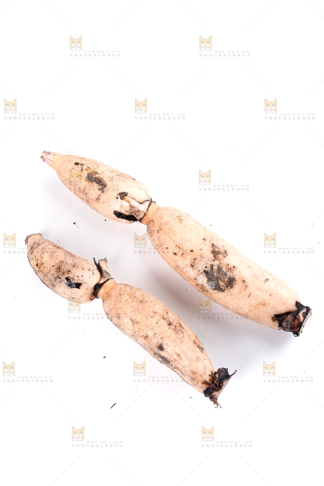 白底上的莲藕