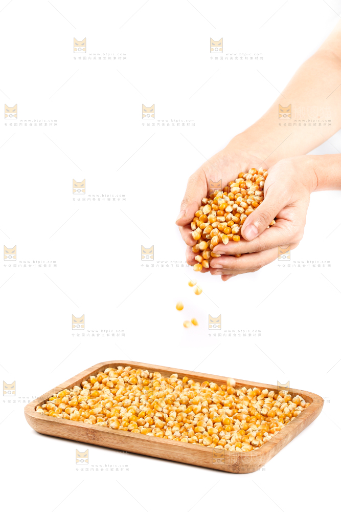 手里捧着玉米粒