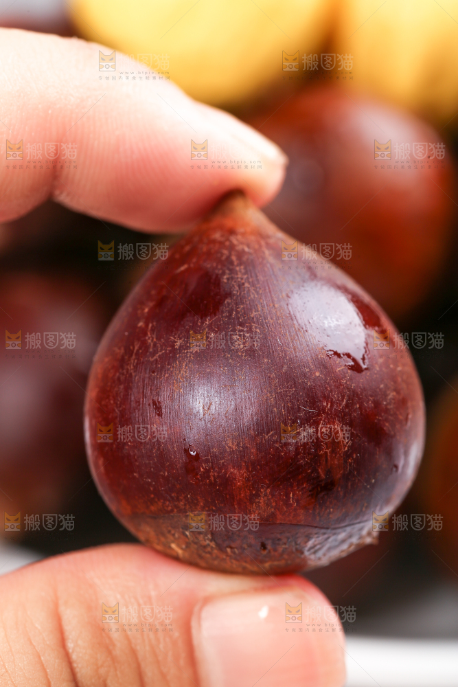 手拿着锥栗